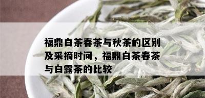 福鼎白茶春茶与秋茶的区别及采摘时间，福鼎白茶春茶与白露茶的比较