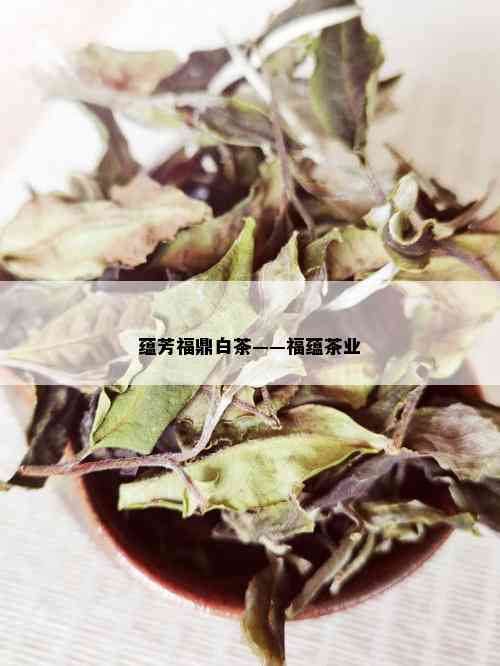 蕴芳福鼎白茶——福蕴茶业