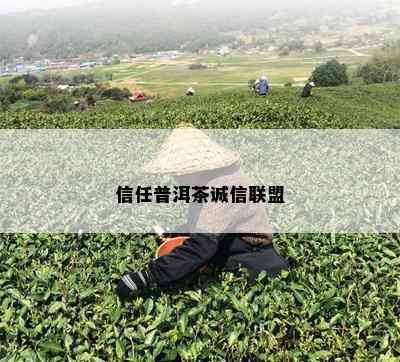 信任普洱茶诚信联盟