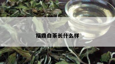 福鼎白茶长什么样