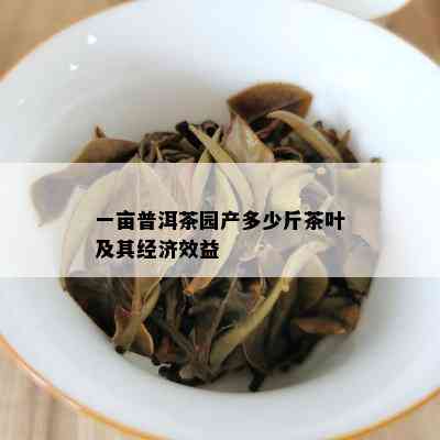 一亩普洱茶园产多少斤茶叶及其经济效益