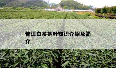 普洱白茶茶叶知识介绍及简介