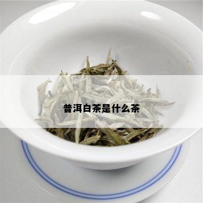 普洱白茶是什么茶