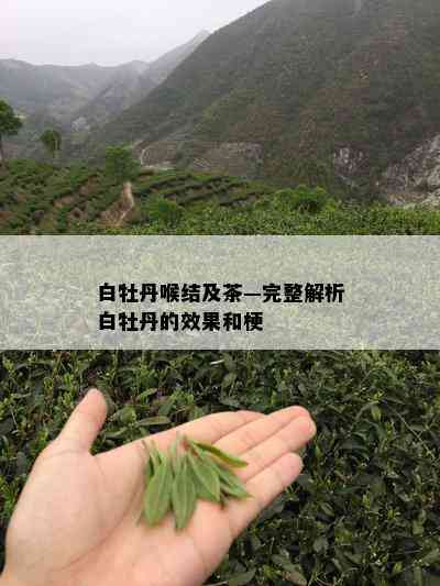 白牡丹喉结及茶—完整解析白牡丹的效果和梗