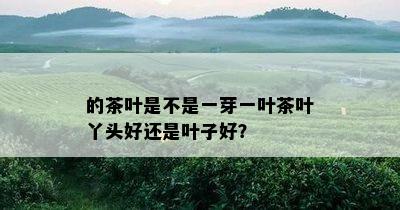 的茶叶是不是一芽一叶茶叶丫头好还是叶子好？