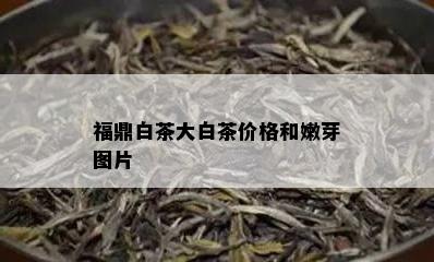 福鼎白茶大白茶价格和嫩芽图片