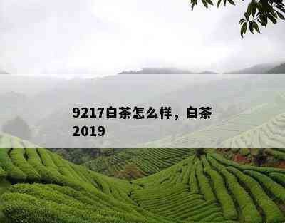 9217白茶怎么样，白茶2019