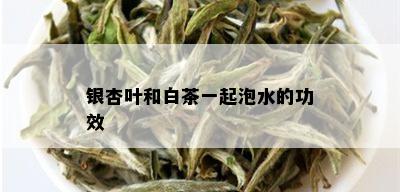 银杏叶和白茶一起泡水的功效