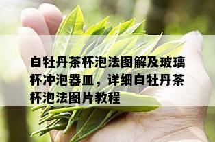 白牡丹茶杯泡法图解及玻璃杯冲泡器皿，详细白牡丹茶杯泡法图片教程