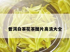 普洱白茶花茶图片高清大全