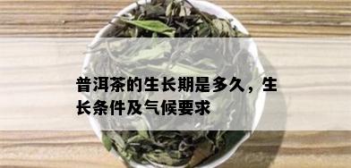 普洱茶的生长期是多久，生长条件及气候要求