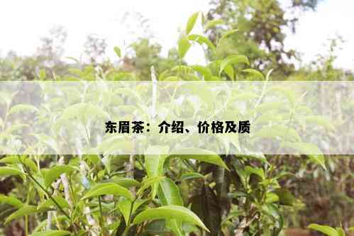 东眉茶：介绍、价格及质