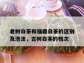 老树白茶和福鼎白茶的区别及泡法，古树白茶的档次