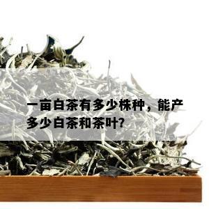 一亩白茶有多少株种，能产多少白茶和茶叶？