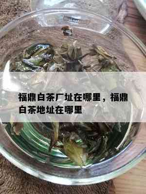 福鼎白茶厂址在哪里，福鼎白茶地址在哪里