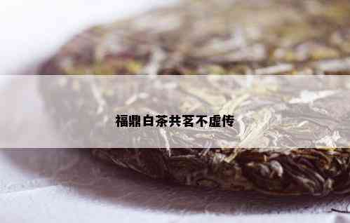 福鼎白茶共茗不虚传