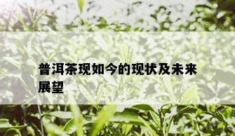 普洱茶现如今的现状及未来展望