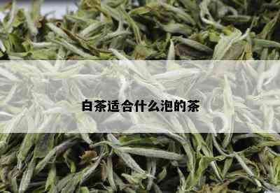 白茶适合什么泡的茶