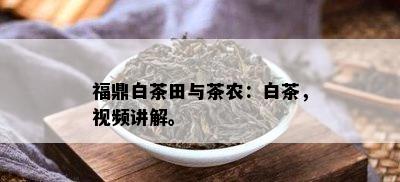 福鼎白茶田与茶农：白茶，视频讲解。