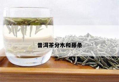 普洱茶分木和藤条