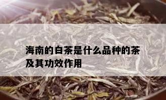 海南的白茶是什么品种的茶及其功效作用