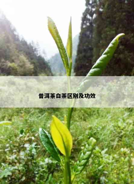 普洱茶白茶区别及功效