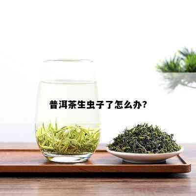 普洱茶生虫子了怎么办?