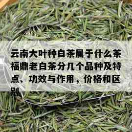 云南大叶种白茶属于什么茶福鼎老白茶分几个品种及特点、功效与作用，价格和区别