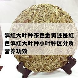 滇红大叶种茶色金黄还是红色滇红大叶种小叶种区分及营养功效