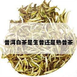 普洱白茶是生普还是熟普茶