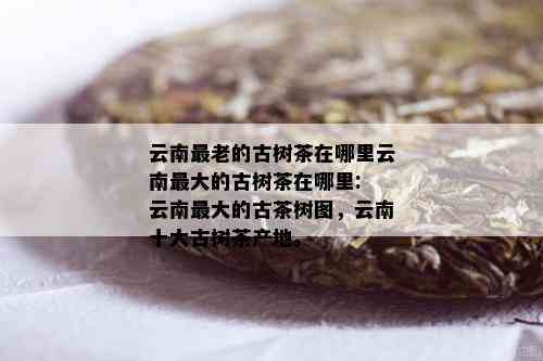 云南最老的古树茶在哪里云南更大的古树茶在哪里: 云南更大的古茶树图，云南十大古树茶产地。