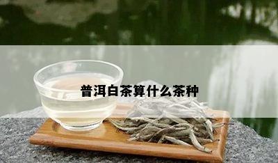 普洱白茶算什么茶种