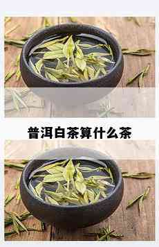 普洱白茶算什么茶