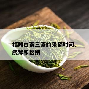 福鼎白茶三茶的采摘时间、统筹和区别