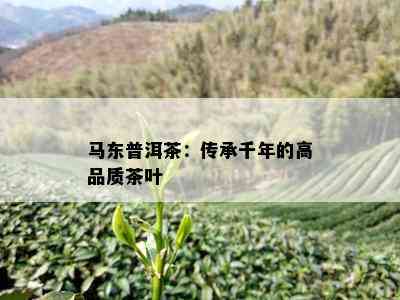 马东普洱茶：传承千年的高品质茶叶