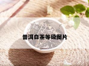 普洱白茶等级图片