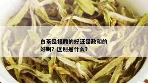 白茶是福鼎的好还是政和的好喝？区别是什么？