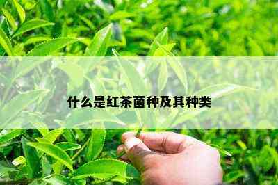 什么是红茶菌种及其种类