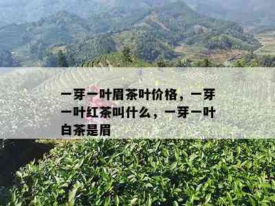 一芽一叶眉茶叶价格，一芽一叶红茶叫什么，一芽一叶白茶是眉