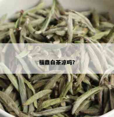 福鼎白茶凉吗？