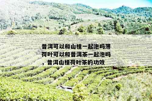 普洱可以和山楂一起泡吗薄荷叶可以和普洱茶一起泡吗，普洱山楂荷叶茶的功效