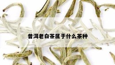 普洱老白茶属于什么茶种