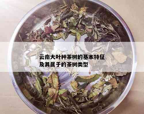 云南大叶种茶树的基本特征及其属于的茶树类型