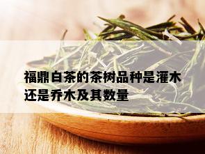 福鼎白茶的茶树品种是灌木还是乔木及其数量