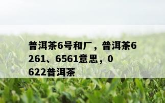 普洱茶6号和厂，普洱茶6261、6561意思，0622普洱茶