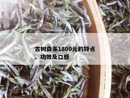 古树白茶1800元的特点、功效及口感