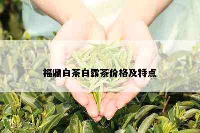 福鼎白茶白露茶价格及特点