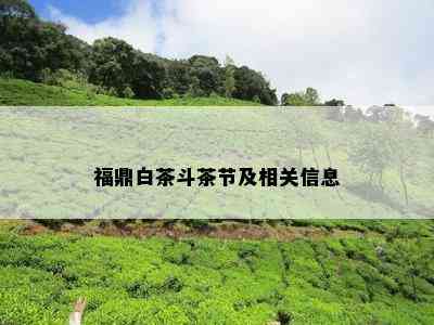 福鼎白茶斗茶节及相关信息