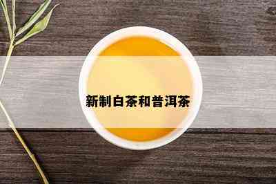 新制白茶和普洱茶