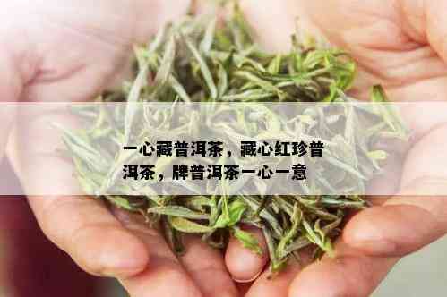 一心藏普洱茶，藏心红珍普洱茶，牌普洱茶一心一意